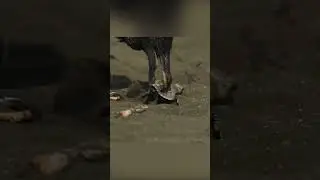 The turtles' battle for survival in the first minutes of life