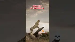 suara cheetah #cheetah #spesies #wildlife