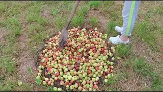 Падалицу яблок компостирую для ягодных кустарников. Мульчирую картофель