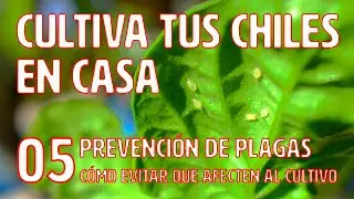 Cultiva tus chiles en casa - 05 - Prevención de plagas 🐛