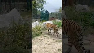 We went Blackpool Zoo!!! #fypシ゚ #blackpoolzoo #zoo #animals #blackpool #vlog #vlogging #familyvlog