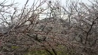 Гиагинская. Ледяной дождь