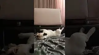 Когда не хочешь идти гулять. Французский бульдог. #funnydogs #bulldog #собака #puppy #frenchie #dog