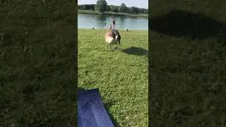 Branta canadensis (Kanadagans)