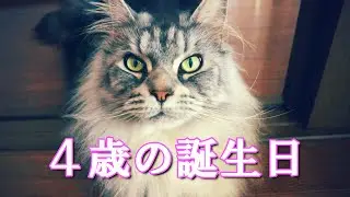 猫のメインクーン４歳マンチカン３歳の誕生日/Birthday of the cat Maine Coon 4 years old and Munchkin 3 years old.