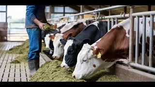 Feeding Silage to Holstein Steers - Feeding Silage to Dairy Cattle - Farm With Me