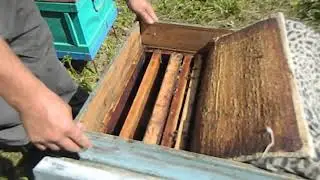 ПОЧЕМУ РОЯТСЯ ПЧЕЛЫ И КАК С ЭТИМ БОРОТСЯ