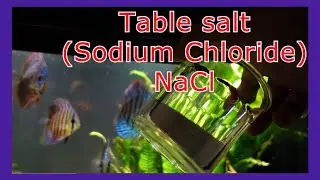 Adding Table Salt To My 125 Gallon Aquarium