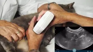Clarius Vet - Small Animal Ultrasound Liver Scan