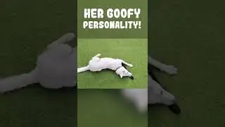 Camilla is an adorable white floof of a husky!!