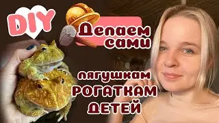 Как разводить чакских рогаток?