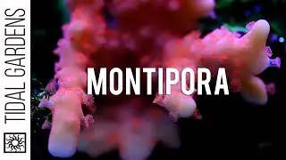 Different varieties of Montipora SPS corals