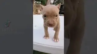 pitibull