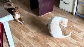 Có cái đuôi mà tưởng đâu cây xúc xích