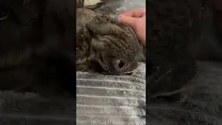Троямба 🤣