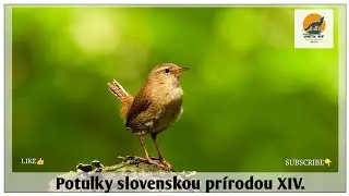 Potulky slovenskou prírodou XIV - Momentky z Malých Karpát / Snapshot's from the Little Carpathians