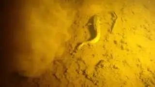 фильм налим. the film burbot.