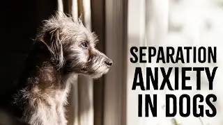 Does My Dog Have Separation Anxiety?