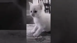 Тгк= Подвал Мемного Кота😘 