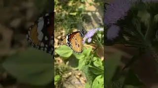 Beautiful Butterfly 🦋
