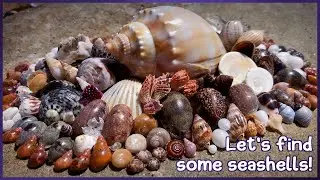 Finding Seashells over Two Days | Low Tide Rock Pools & Mircoshells #shelling #shells