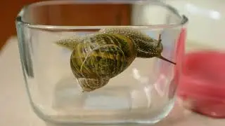Snail Movements and Crawling
