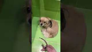 боимся салютов и питард