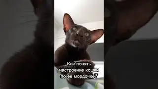 Как понять настроение кошки по её мордочке?🐱 
