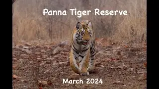 Panna Tiger Reserve...March 2024.