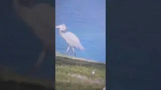 Птица удачи  прилетела