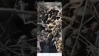 Жылқы іш құртын түсіретін жаңа дәрі.