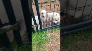 Puppy Power-Up 🐶 #puppy #dogs #animals #shorts