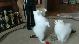 Щенки японского шпица