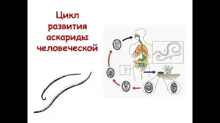 Жизненный цикл аскариды человеческой