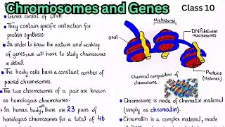 Introduction to genetics | Chromosomes and genes | class 10