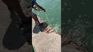 Süper bi çupra geliyor