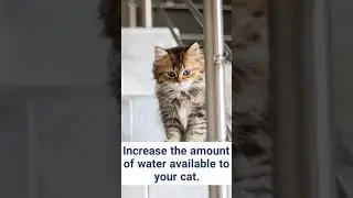 How to take care of old cats? 2 #shorts