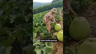 Looks Just Like Spaghetti After The Giant Bottle Gourds Being Shredded  #garden #agriculture