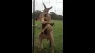 [ANIMAUX] Le Kangourou bodybuilding - Laffond du Web