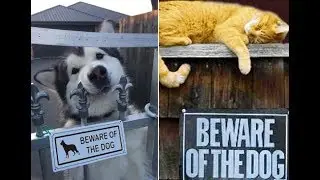 CUTE & FUNNY BEWARE OF DOG SIGNS YOU NEED TO SEE. CUTENESS OVERLOAD