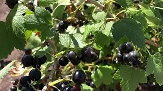 Черная смородина - урожай собран. Что дальше?