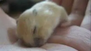 Mochi - A short clip