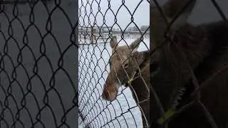 Говорящий лось