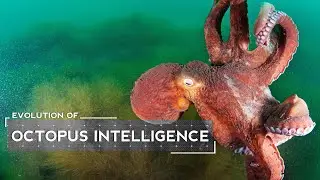 How Octopuses Evolved to be Intelligent