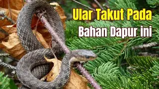 Ular Takut Masuk Rumah Kalau Sebar Bahan Dapur Beraroma Ini, Lakukan Sekarang Juga #ular #viral