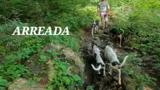 CACERIA DE VENADO CON PERROS TEMPORADA 2024