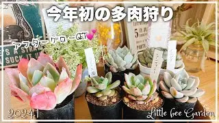 [Succulents] Introduction to succulents and stencils [Gardening]