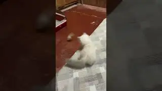 So cute playing #wildeagle #bunny #cat #rabbit #animals #cute #pets #zooanimals #animalkingdom #bird