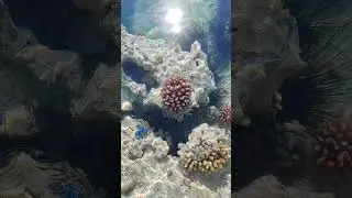 purest water Red Sea and sea urchins #shorts #egypt #redsea #seaurchins #travel #hurghada #labranda