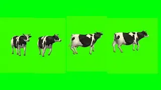 Green Screen White And Black Cow Left Wright Walking Video No Copyright